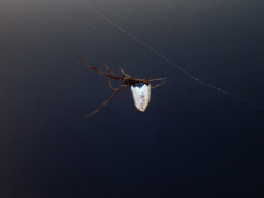 Argyrodes antipodianus