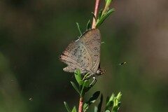 Paralucia pyrodiscus lucida
