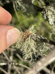 Usnea rubicunda