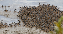 Mictyris longicarpus