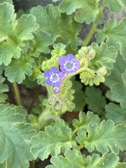Phacelia scariosa