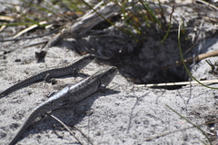 Liopholis multiscutata