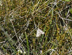 Chrysolarentia nephodes