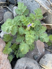 Phacelia scariosa