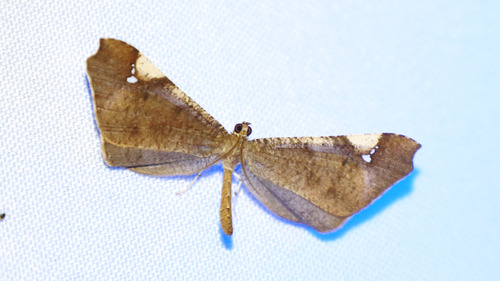 Macrosoma costilunata