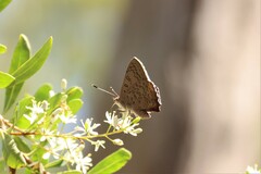 Paralucia pyrodiscus lucida