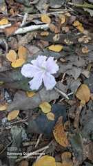 Tabebuia heterophylla