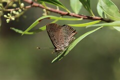 Paralucia pyrodiscus lucida