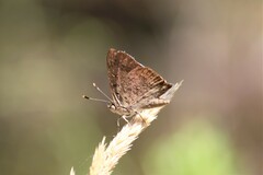 Paralucia pyrodiscus lucida