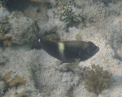 Chrysiptera biocellata