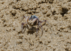 Mictyris longicarpus