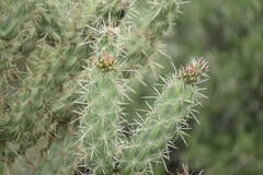 Cylindropuntia acanthocarpa acanthocarpa