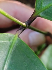 Anodendron affine