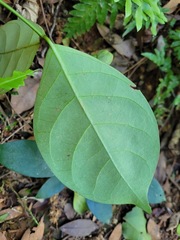 Anodendron affine
