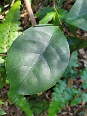 Anodendron affine