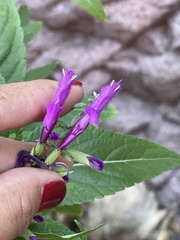 Salvia peninsularis