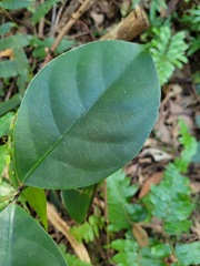 Anodendron affine