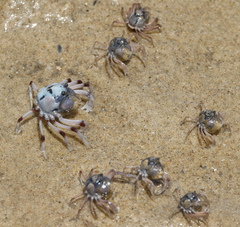 Mictyris longicarpus