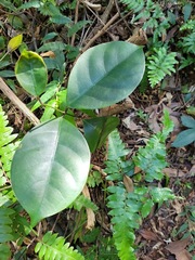 Anodendron affine