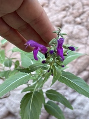 Salvia peninsularis