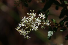 Bursaria spinosa spinosa