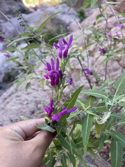 Salvia peninsularis