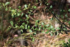 Bursaria spinosa spinosa