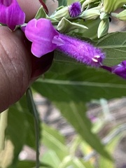 Salvia peninsularis