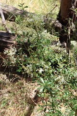 Bursaria spinosa spinosa