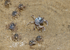 Mictyris longicarpus