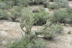 Cylindropuntia acanthocarpa acanthocarpa