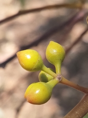 Eucalyptus camaldulensis arida