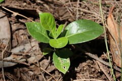 Pittosporum undulatum