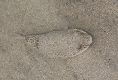 Tetractenos hamiltoni