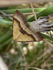 Anachloris subochraria