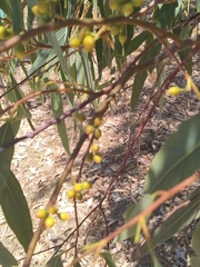 Eucalyptus camaldulensis arida