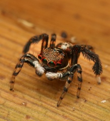 Maratus watagansi