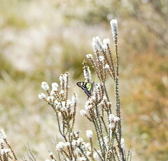 Graphium macleayanus
