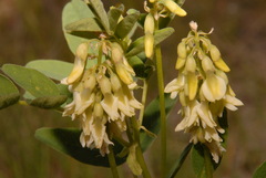 Astragalus americanus