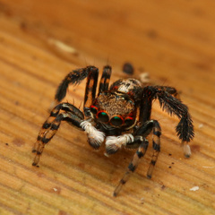 Maratus watagansi