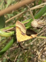 Anachloris subochraria