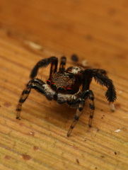 Maratus watagansi