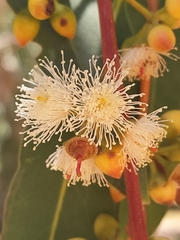 Eucalyptus camaldulensis arida
