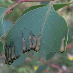 Lophyrotoma interrupta