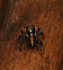 Maratus watagansi