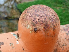 Carrhotus coronatus