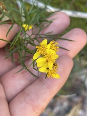 Coreocarpus dissectus