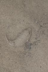 Tetractenos hamiltoni