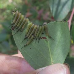Lophyrotoma interrupta
