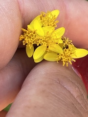 Coreocarpus dissectus